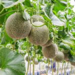 فلسطين: محمد الريماوي رئيسًا لمجلس إدارة اتحاد شركات التأمين