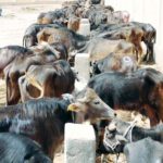غلوب مد: العناصر الخمسة للياقة البدنيّة