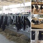 مصر: الرئيس وجه بإقرار أعلى نسبة زيادة ممكنة في المعاشات